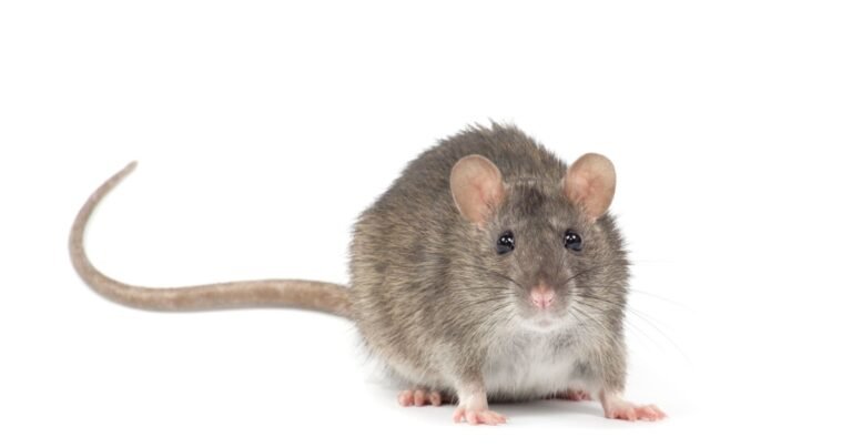 Redefining Security: The Impact of Evolving RATs on Enterprises
