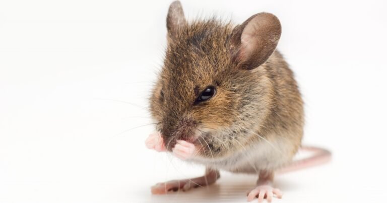 Shadow#Reactor: Unleashing Remcos RAT via Text Files
