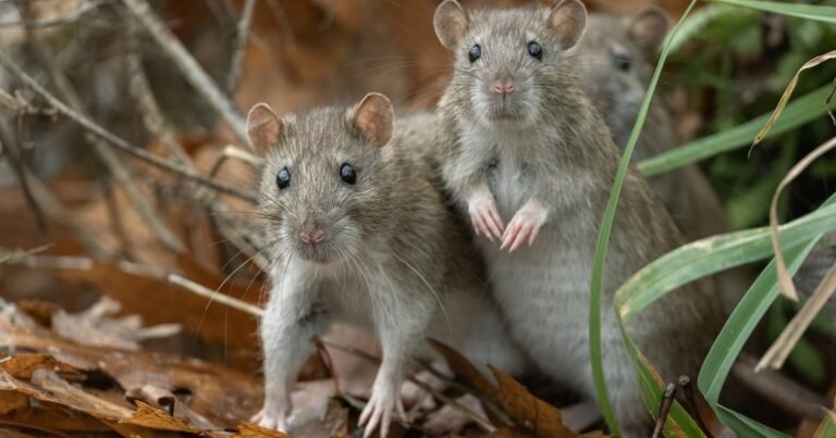 Silent Parasite Sparks Surge of RAT Attacks on Central Asian Organizations
